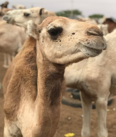 Mauritanian nomadic life